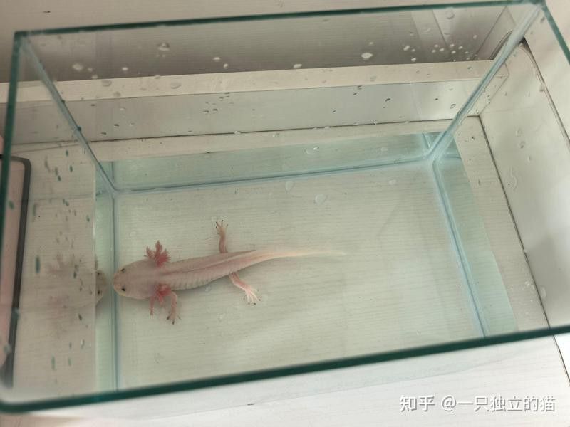 六角龍魚和蠑螈哪個(gè)更好養(yǎng)？