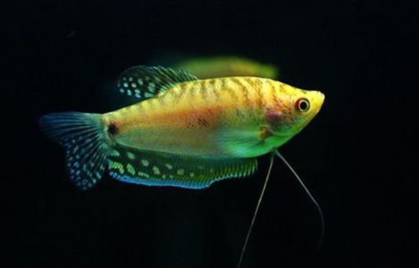 龍魚為什么喜歡浮在水面（龍魚浮在水面可能由多種原因造成）