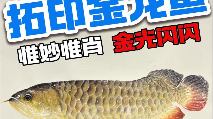 如何查詢金龍魚的防偽碼？