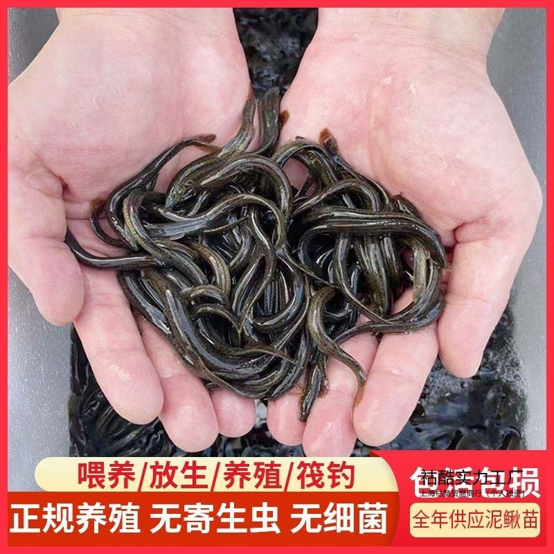 龍魚活餌殺菌方法（龍魚活餌殺菌方法：幾種有效的龍魚活餌殺菌方法）