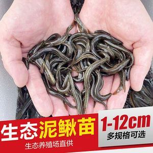 龍魚活餌殺菌方法（龍魚活餌殺菌方法：幾種有效的龍魚活餌殺菌方法）