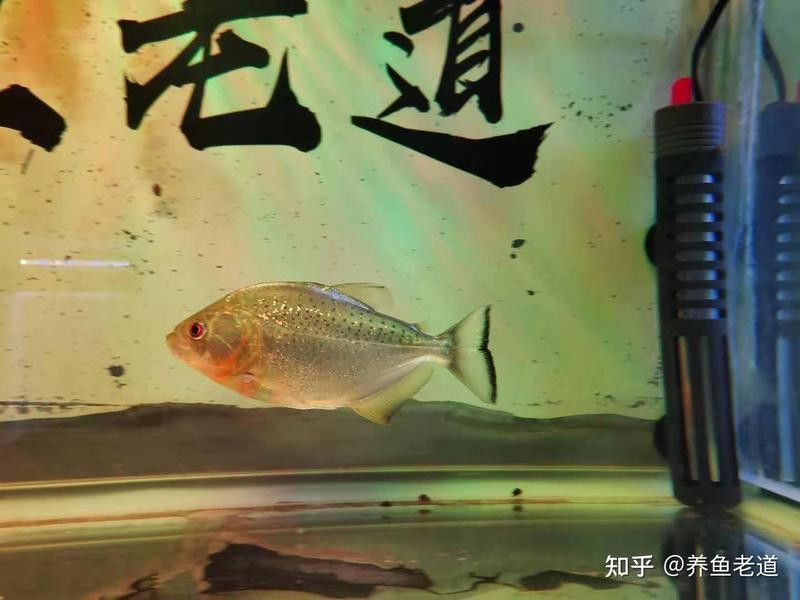 停食期間需要換水嗎？
