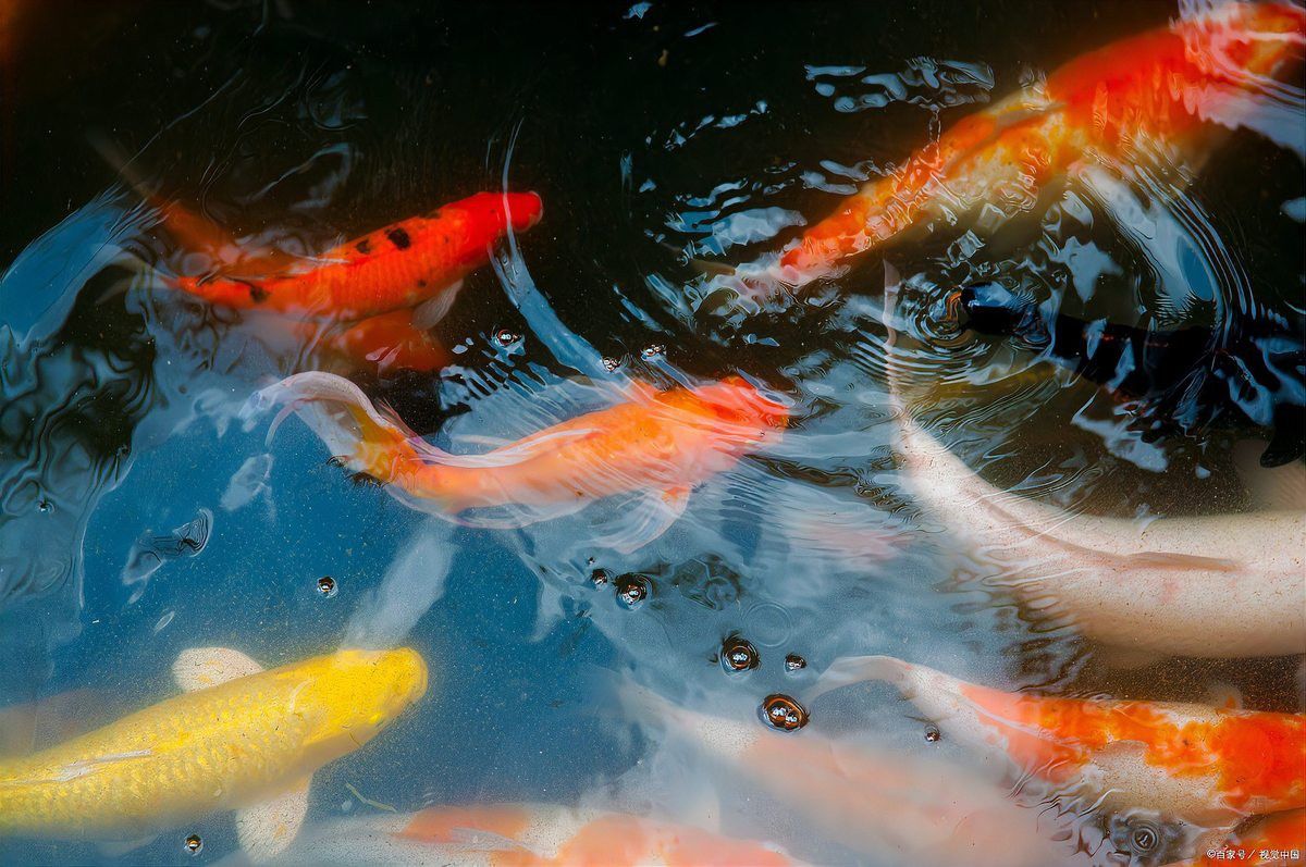 停食期間需要換水嗎？