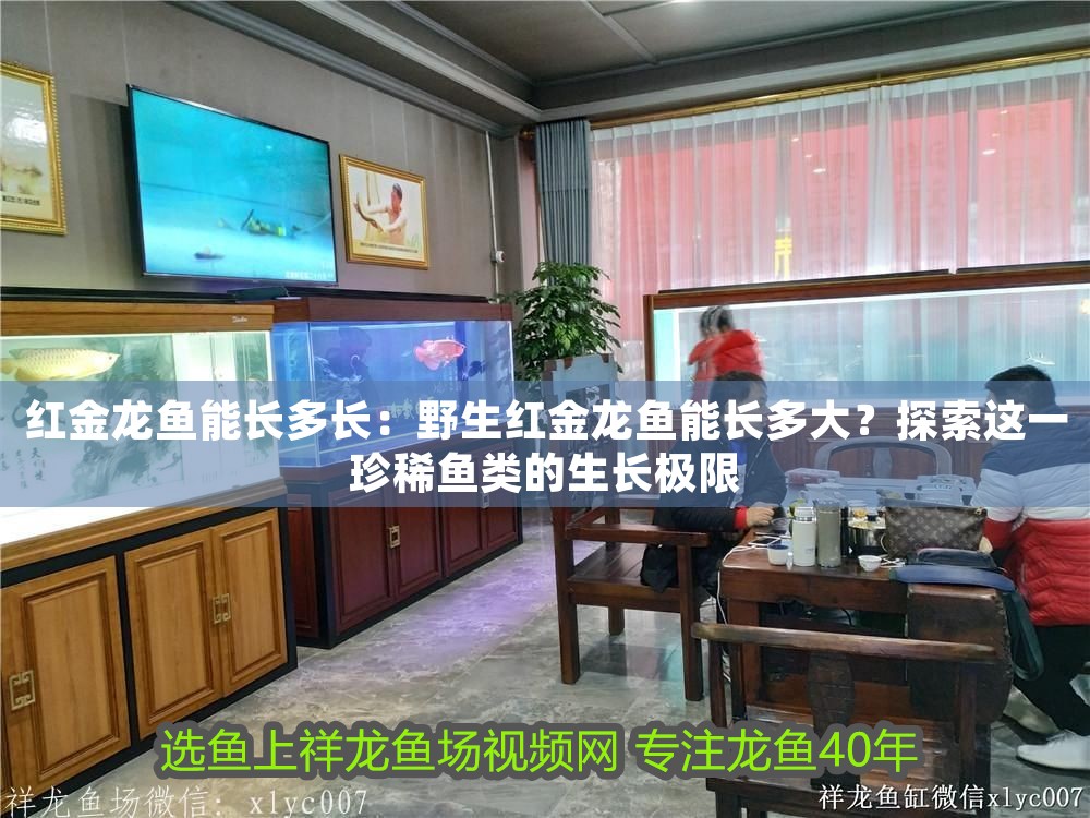 紅金龍魚能長多長:野生紅金龍魚能長多大?探索這一珍稀魚類的生長極限