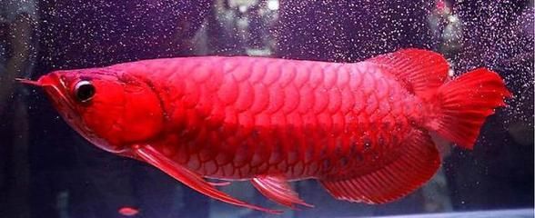 養紅龍魚的風水作用與禁忌：養紅龍魚時，需要注意一些風水禁忌，以免對主人的氣運造成不利影響