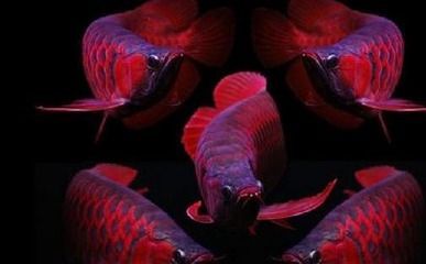 養紅龍魚的風水作用與禁忌：養紅龍魚時，需要注意一些風水禁忌，以免對主人的氣運造成不利影響