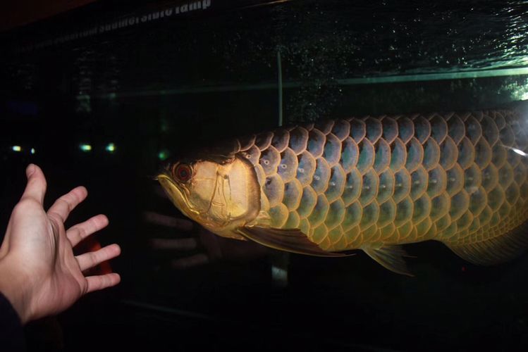 龍魚腹水用慶大霉素好使嘛：龍魚腹水用慶大霉素治療有效嗎？