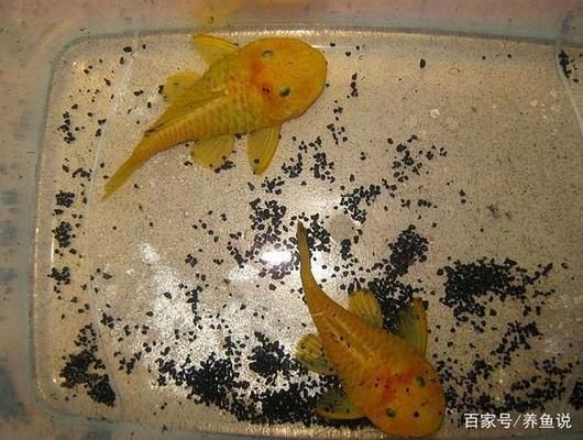 龍魚缸配什么清道夫好：泰國虎魚與龍魚混養注意事項，魔鬼魚適合的水環境