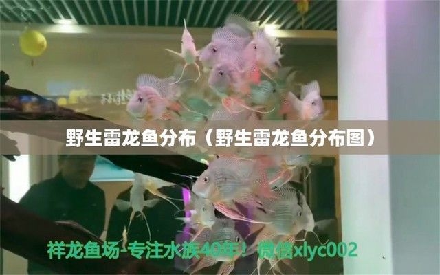 雷龍魚產(chǎn)地（雷龍魚與非洲黑魚的區(qū)別,）
