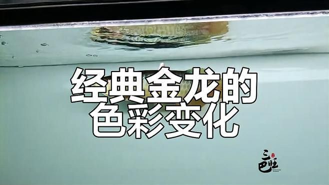 過背金龍多久發色 過背金龍多久發色 龍魚百科 第7張