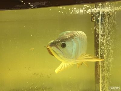 龍魚寄養(yǎng)要多少錢一條：龍魚寄養(yǎng)多少錢一條