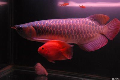 龍魚寄養(yǎng)要多少錢一條：龍魚寄養(yǎng)多少錢一條