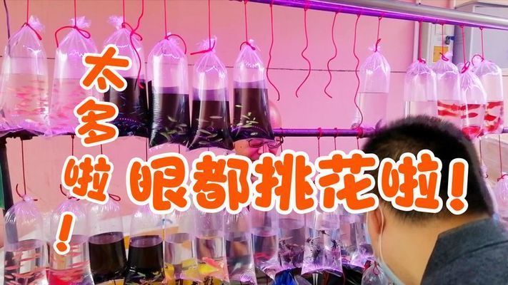 天津市場觀賞魚品種特色