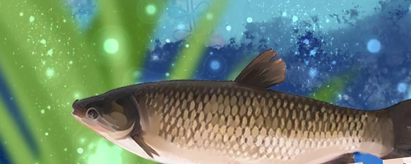 天津市場觀賞魚品種特色