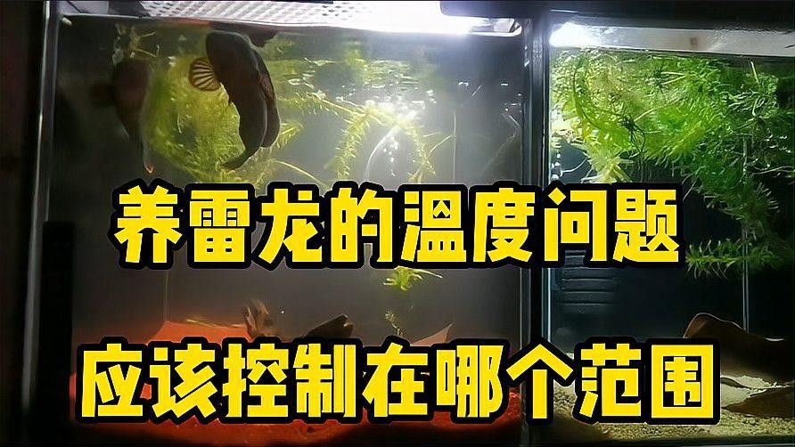 彩虹雷龍的最佳飼養(yǎng)溫度是多少？