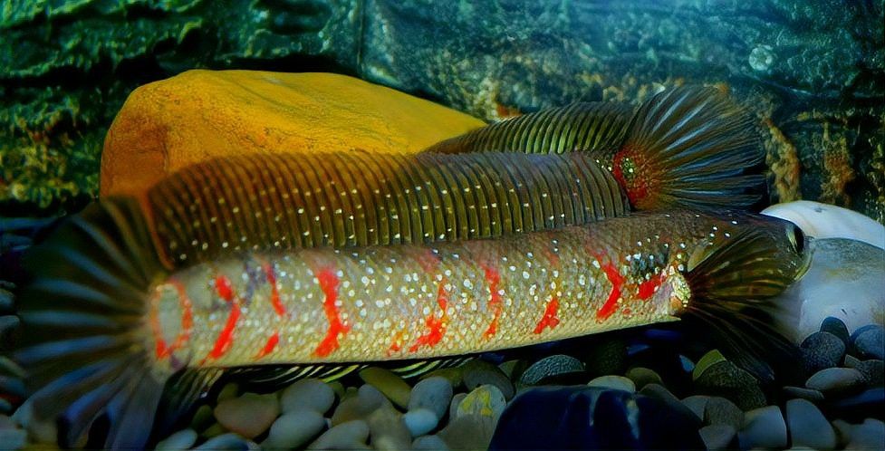 七星魚和雷龍魚的食物有何不同？