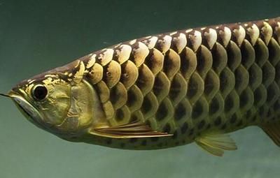 金龍魚貴在哪里（金龍魚市場需求預測）
