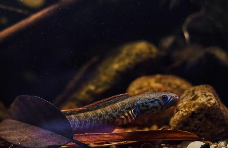 如何設置相機以拍攝高清雷龍魚？