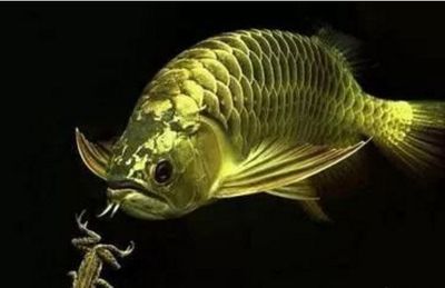 新買的龍魚多久才能熟悉環境：新買的龍魚一般需要多久適應新環境