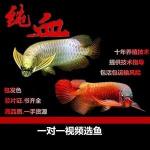 龍魚養幾條好吉利圖片：風水學中養幾條龍魚好吉利，養3條或者9條龍魚最為吉利