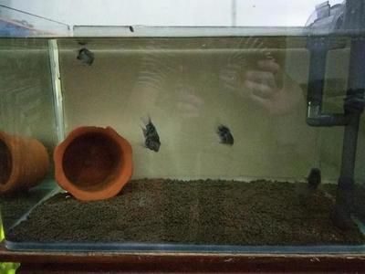 祥龍魚場觀賞魚怎么養的好呢（祥龍魚場觀賞魚養殖基本要點）