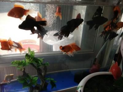 祥龍魚場觀賞魚怎么養的好呢（祥龍魚場觀賞魚養殖基本要點）