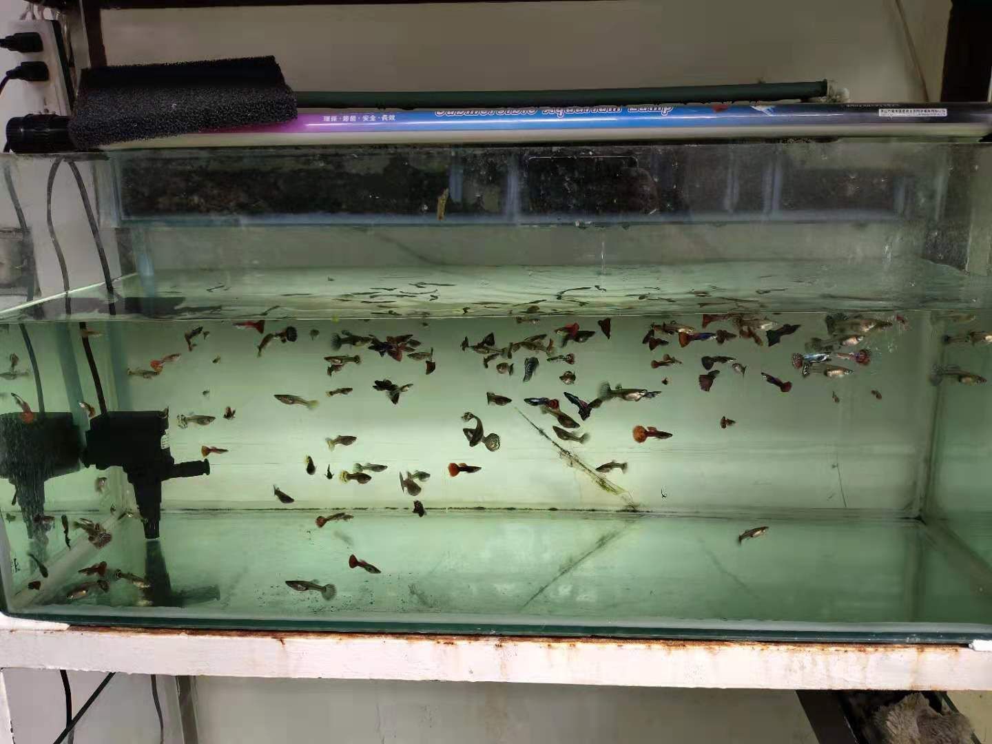 祥龍魚場觀賞魚怎么養的好呢（祥龍魚場觀賞魚養殖基本要點）