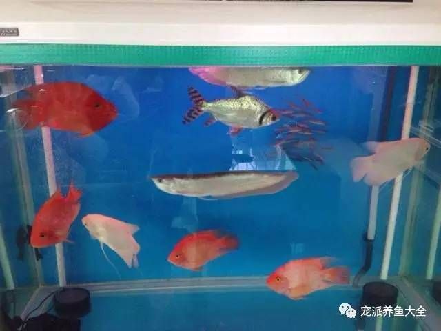 有沒誰的龍魚一直喂大麥蟲：鸚鵡魚和銀龍魚混養時的喂食建議