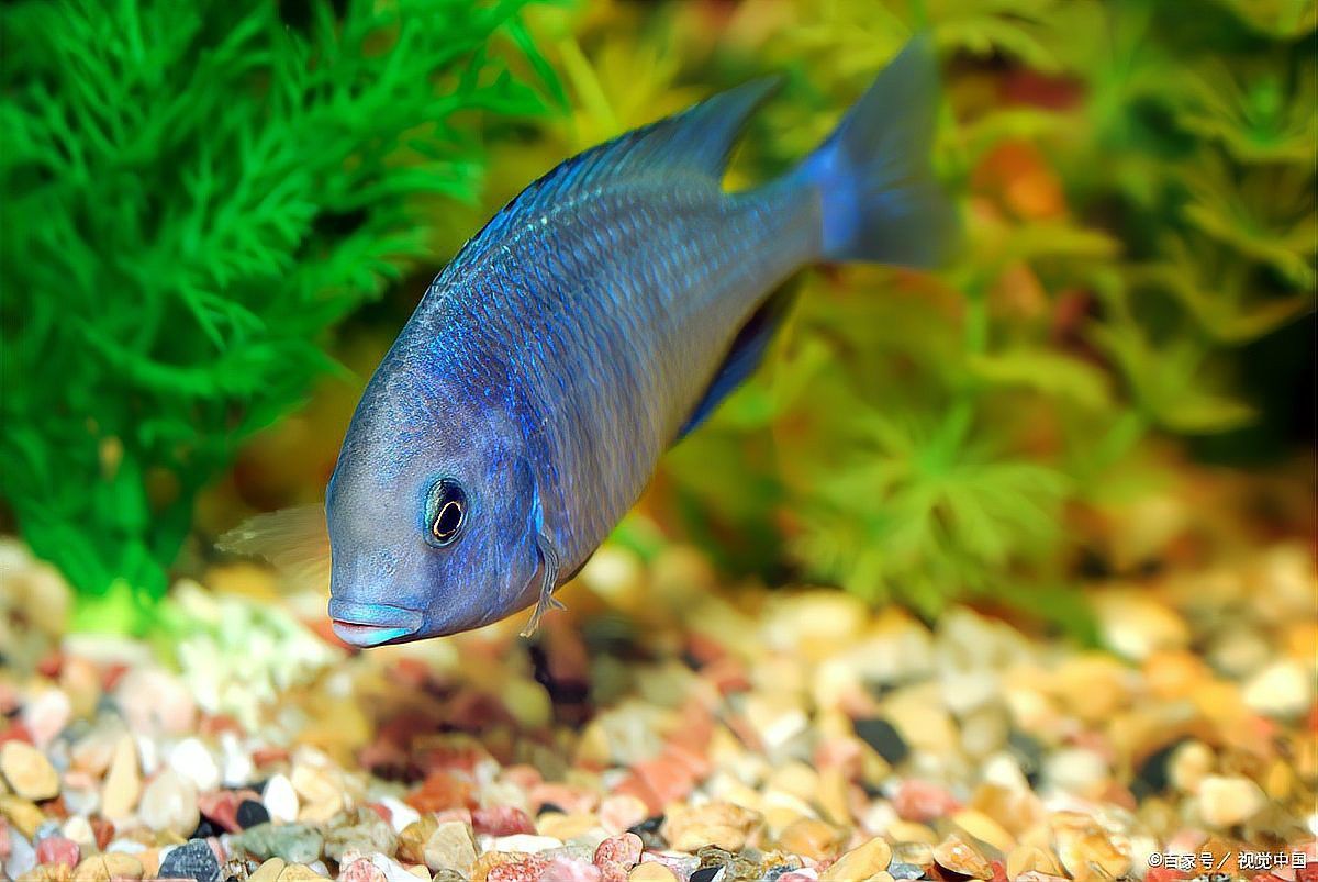 六角恐龍魚喂養時間多長
