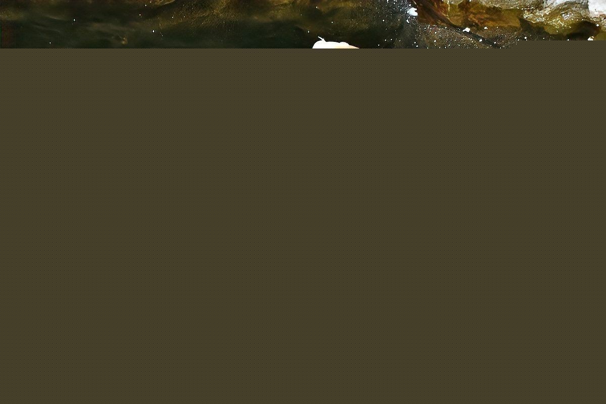 龍魚浮頭是否會自愈