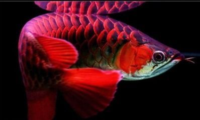 龍魚養不活的原因有哪些：龍魚養不活的原因