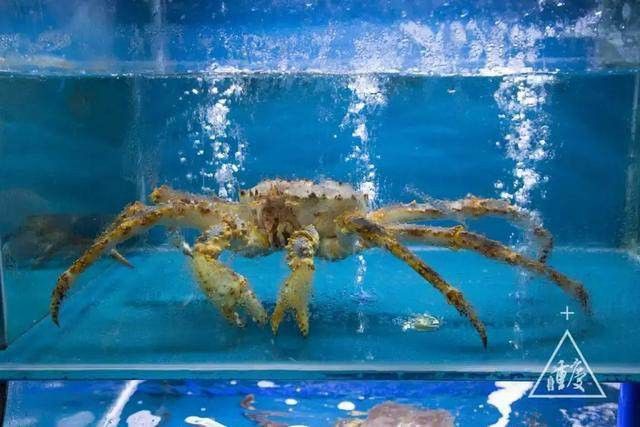 重慶龍魚批發(fā)市場地址在哪里呢