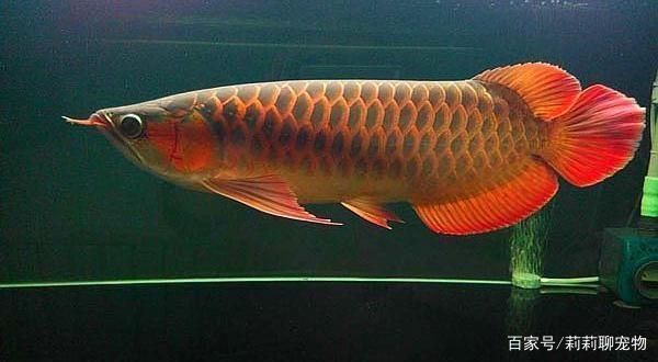 龍魚的鰭爛了是怎么回事：如何預防龍魚鰭爛