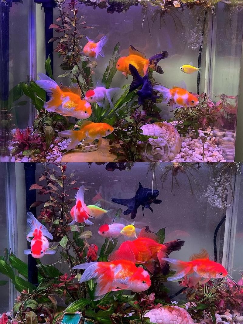 專用龍魚燈哪個品牌好用一點