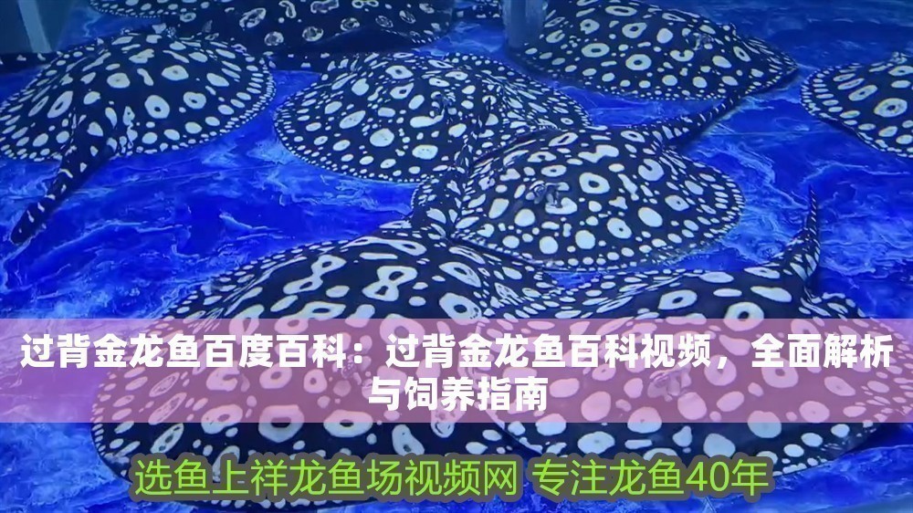 過背金龍魚百度百科：過背金龍魚百科視頻，全面解析與飼養指南