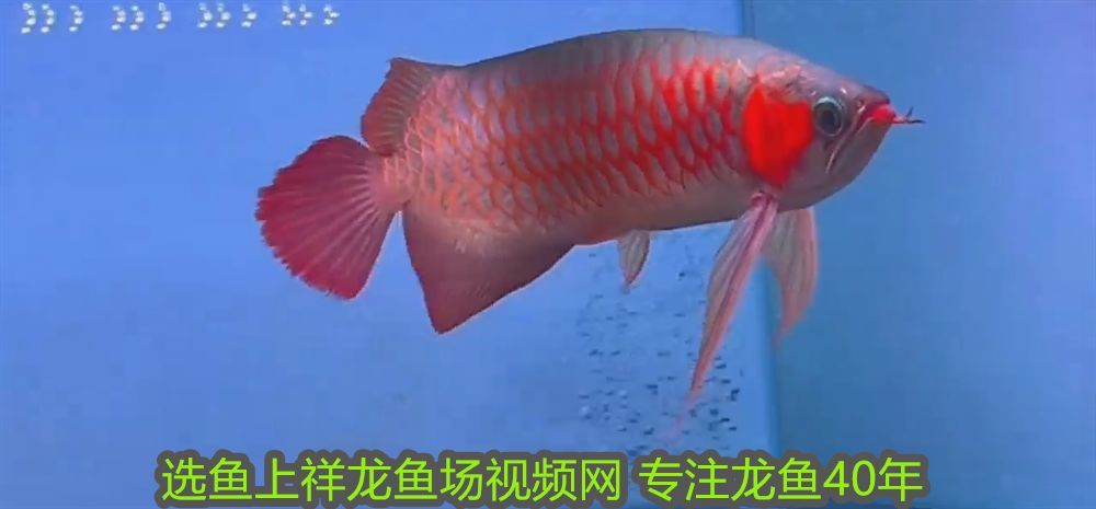 過背金龍魚百度百科：過背金龍魚百科視頻，全面解析與飼養指南