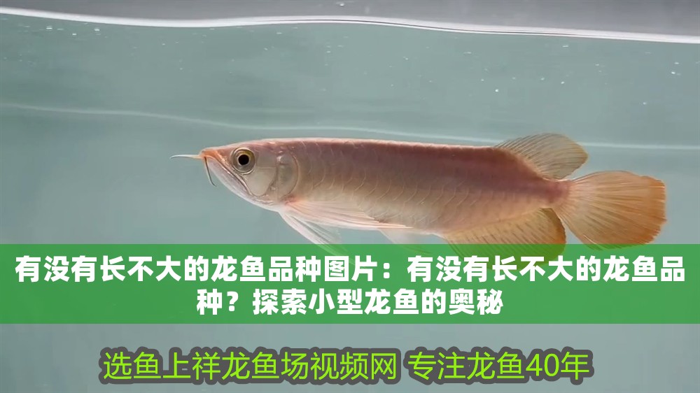 有沒有長不大的龍魚品種圖片：有沒有長不大的龍魚品種？探索小型龍魚的奧秘
