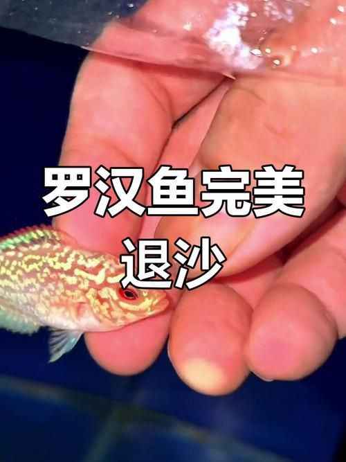 羅漢魚起沙退沙過程圖