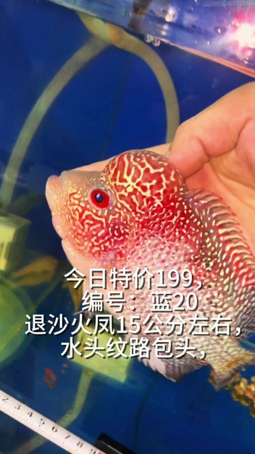 羅漢魚起沙退沙過程圖