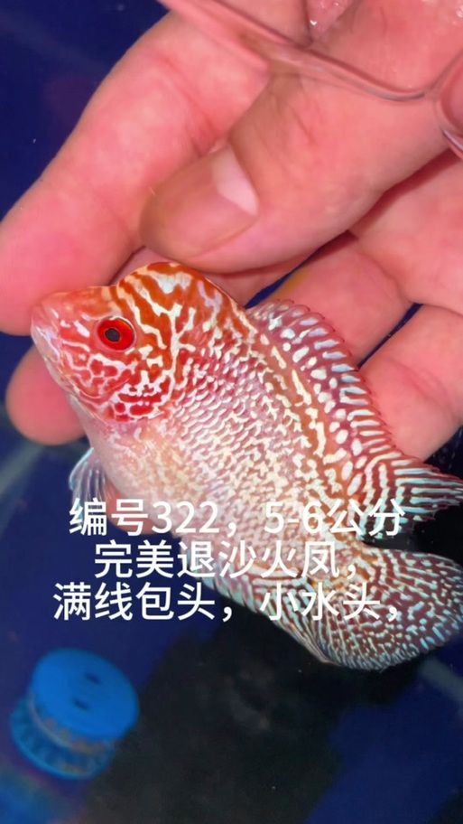 羅漢魚起沙退沙過程圖