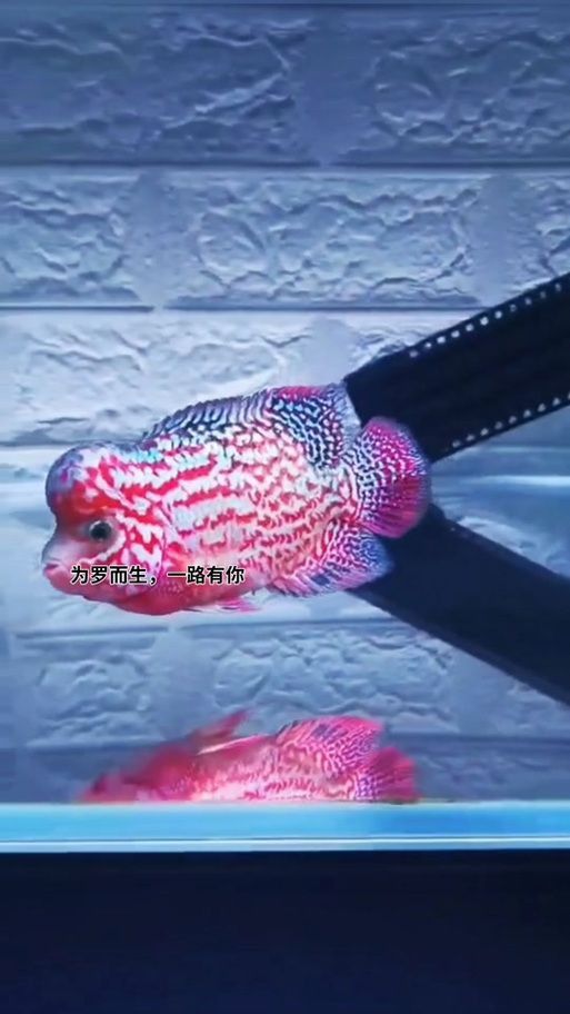 羅漢魚起沙退沙過程圖