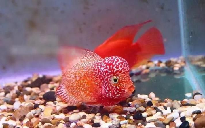 羅漢魚起沙退沙過程圖