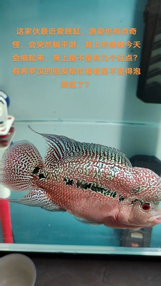 羅漢魚起沙退沙過程圖