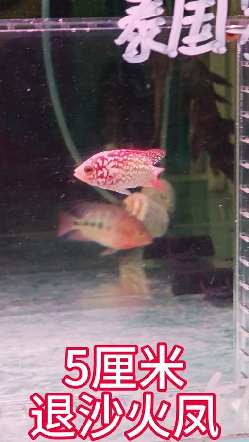 羅漢魚起沙退沙過程圖