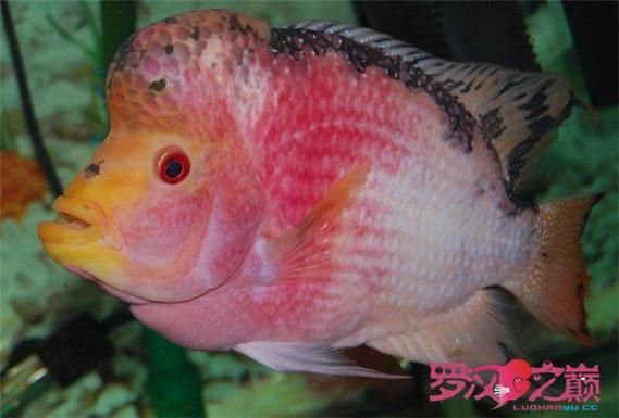 羅漢魚起沙退沙過程圖