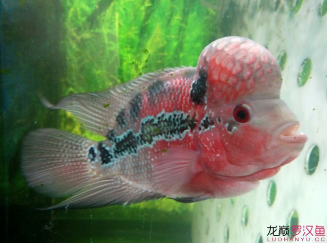 羅漢魚起沙退沙過程圖