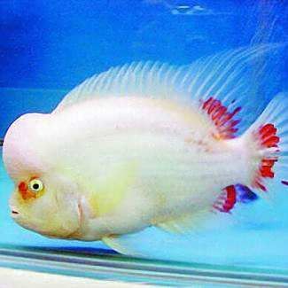 羅漢魚起沙退沙過程圖