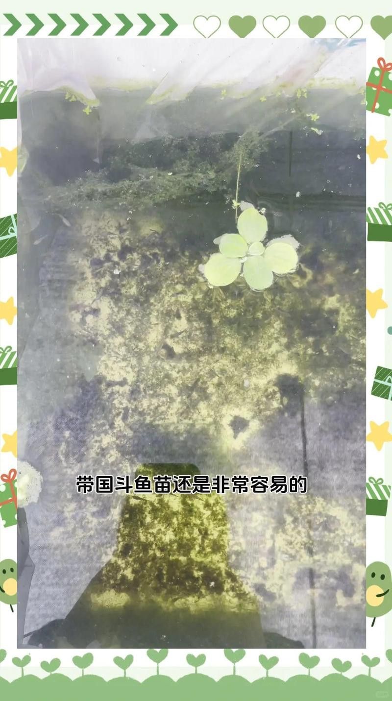 哪種魚更適合與龍魚混養呢：探究龍魚與哪種魚類混養的和諧之道