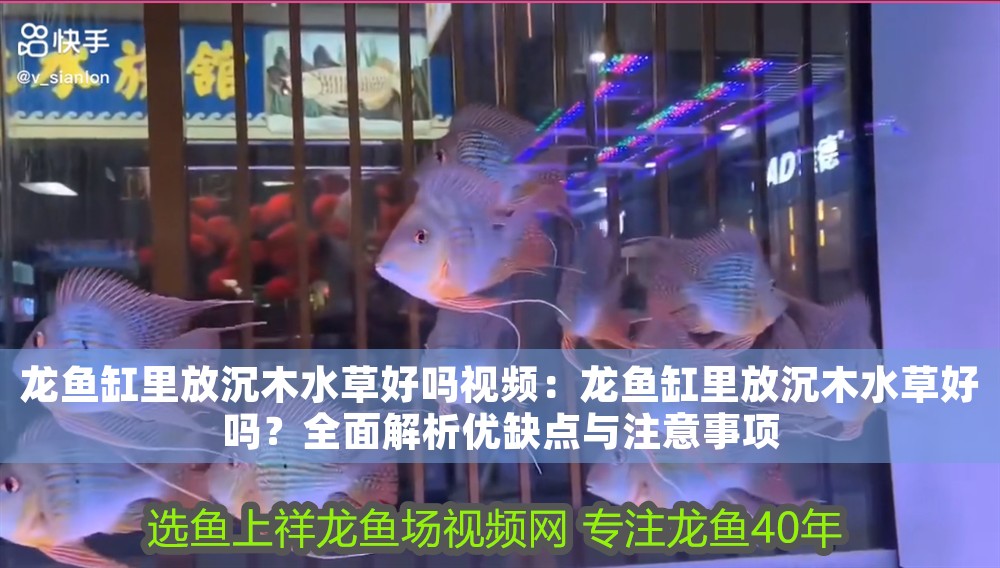 龍魚缸里放沉木水草好嗎視頻：龍魚缸里放沉木水草好嗎？全面解析優缺點與注意事項