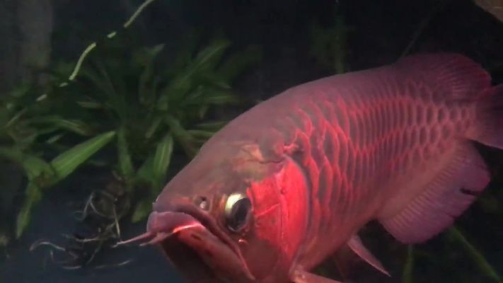 龍魚被咬傷漏出骨頭還能救嗎視頻：龍魚被咬傷導致骨頭露出